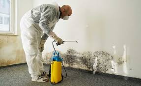 Why You Should Choose Our Mold Remediation Services in Spearfish, SD